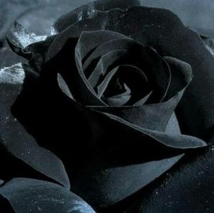 Meet your Posher, Heidi